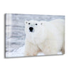 Animal Polar Bear Tempered Glass Wall Art