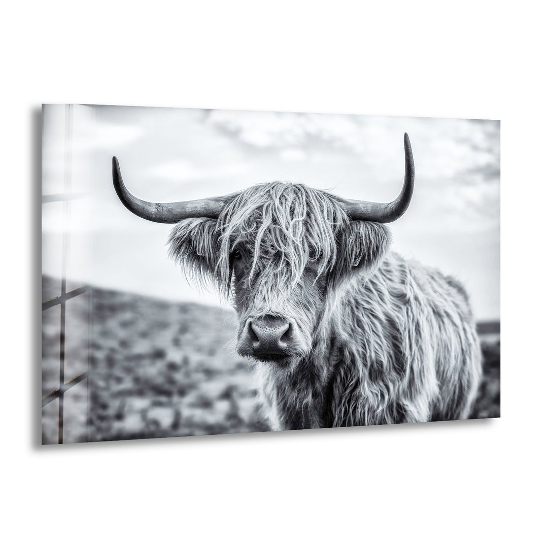 Scottish Highland Cow Glass Wall Art glass photo prints, glass picture prints