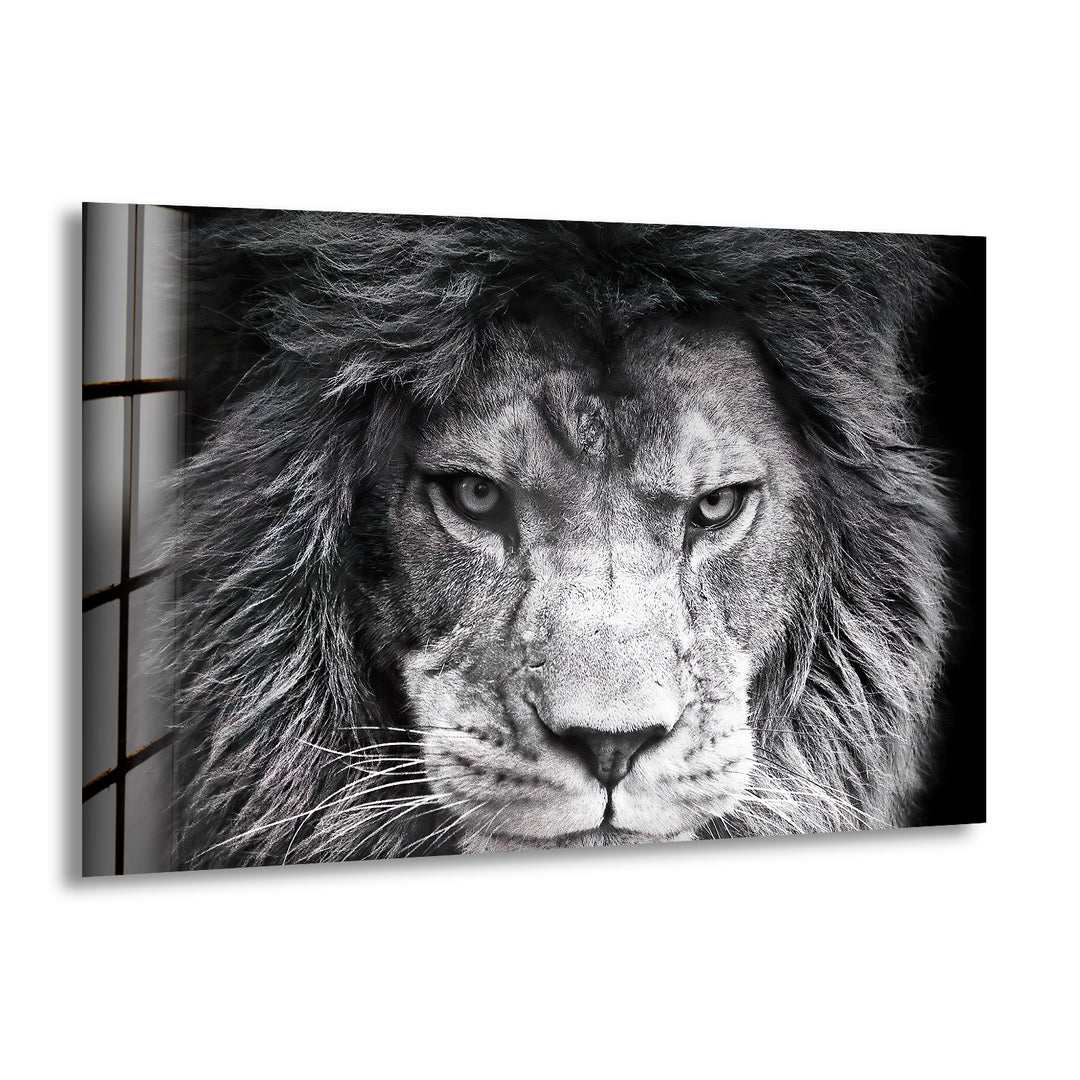 Gray Lion Animal Glass Wall Art print on glass, glass printed photos