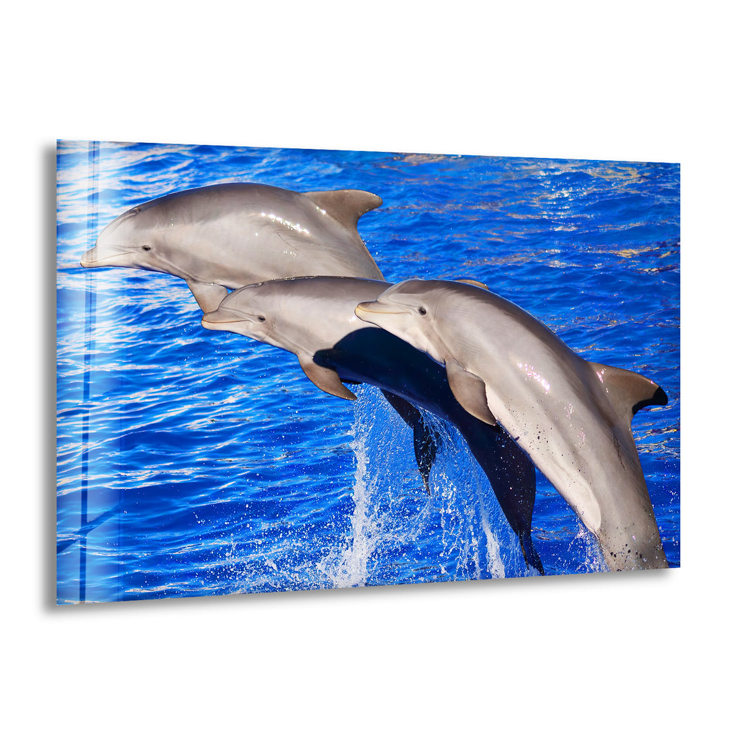 Bottlenose Dolphin Glass Wall Art glass pictures for Wall, glass prints wall art