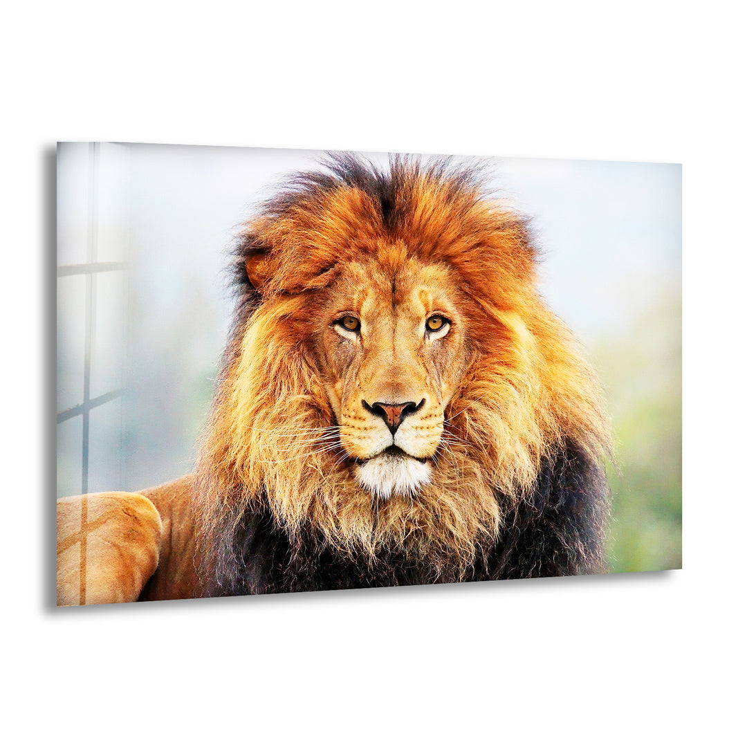 Lion King View Glass Wall Art glass art painting, glass art for the Wall