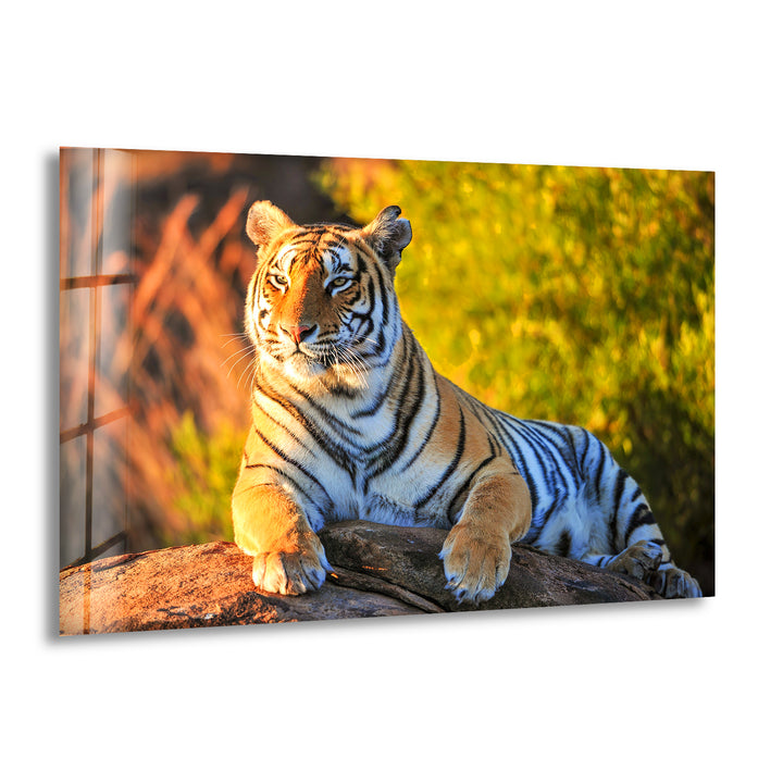 Tiger on The Rock Glass Wall Art print on glass, glass printed photos