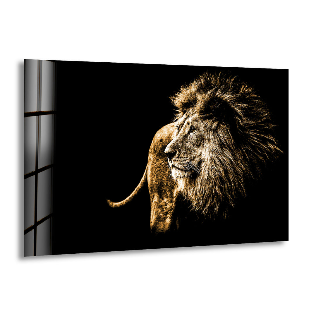 Old Wild Lion Glass Wall Art glass photo prints, glass picture prints