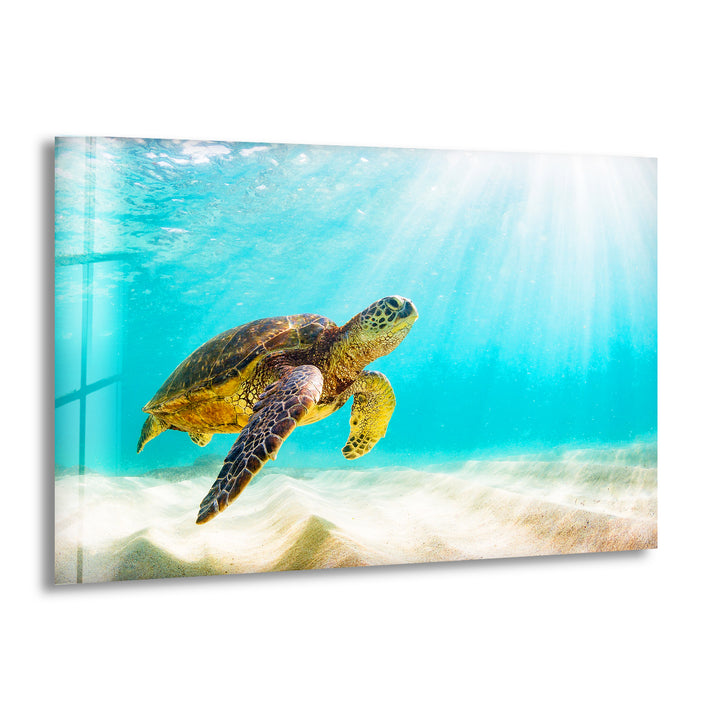 Sea Turtle Tropical Glass Wall Art Glass Printing Wall Art, Print photos on glass