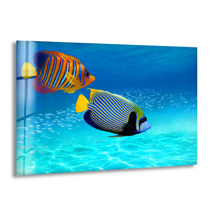 Underwater Tropical Fishes And Aquarium Glass Wall Art Decor