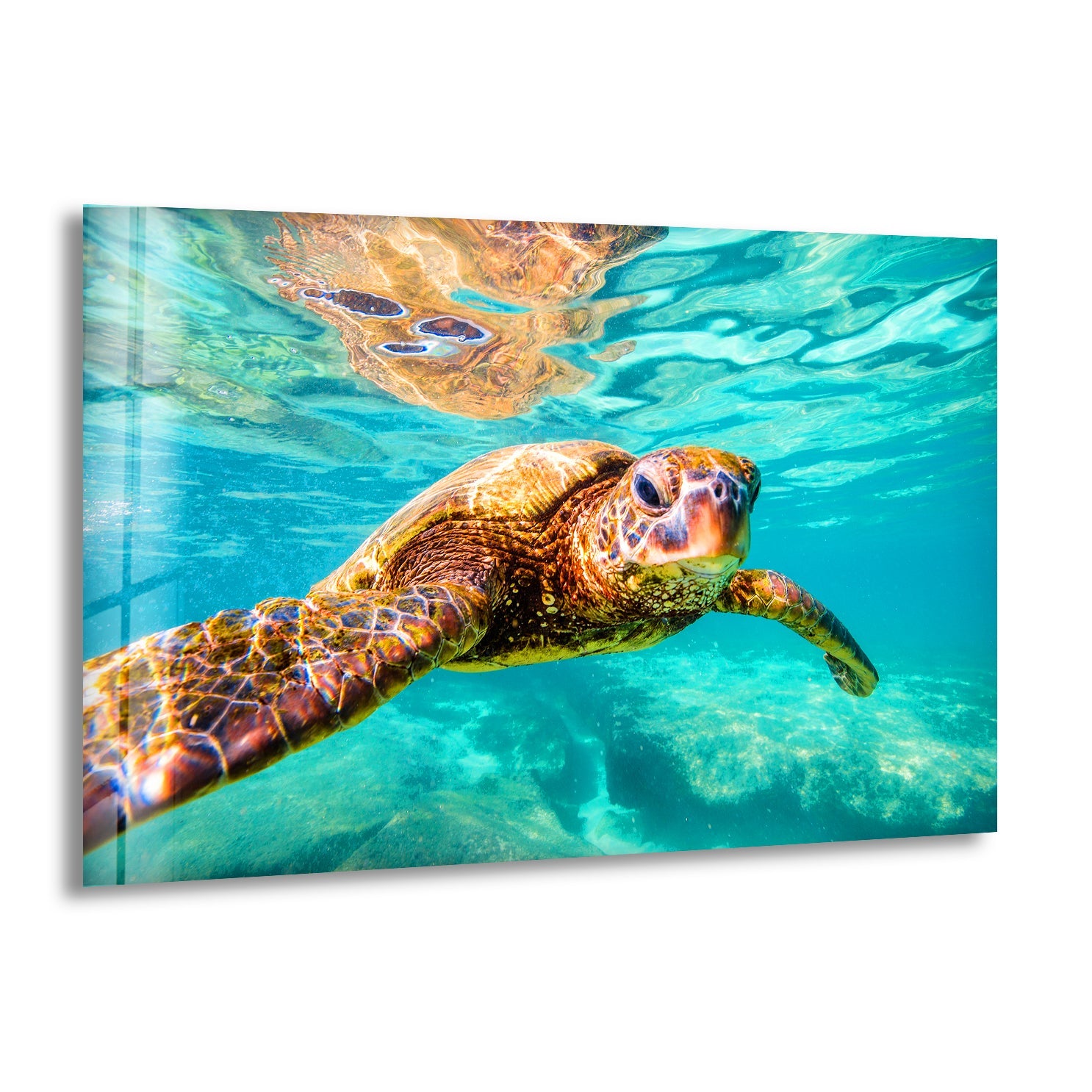 Sea Turtle Swimming Glass Wall Art photo print on glass, prints on glass wall art