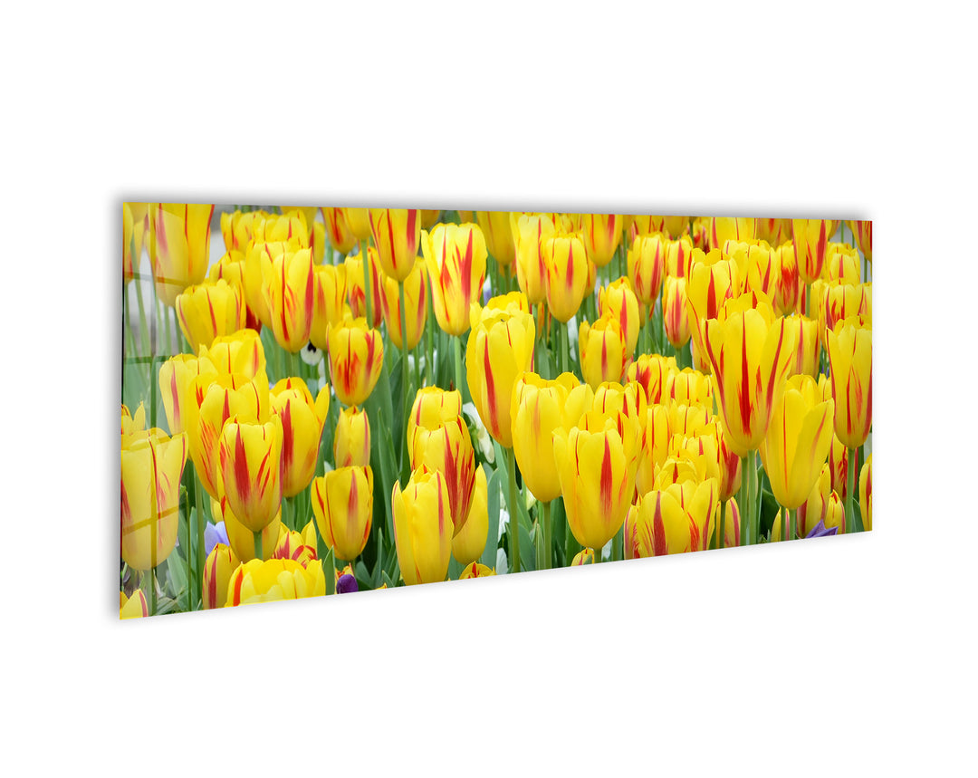 Yellow & Red Tulips Glass Wall Art, picture on glass wall art, photos printed on glass