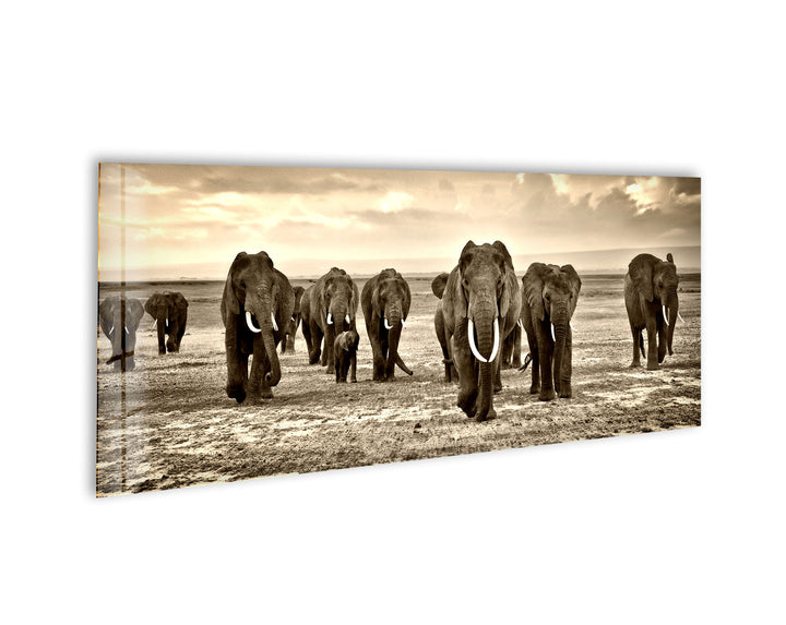 Black&White African Elephants Glass Wall Art, photo print on glass, prints on glass wall art