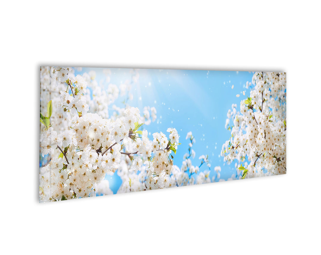 Spring White Blossom Tree Glass Wall Art, print on glass, glass printed photos