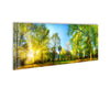 Forest Panorama With Sun Rays Glass Wall Art, print on glass, glass printed photos