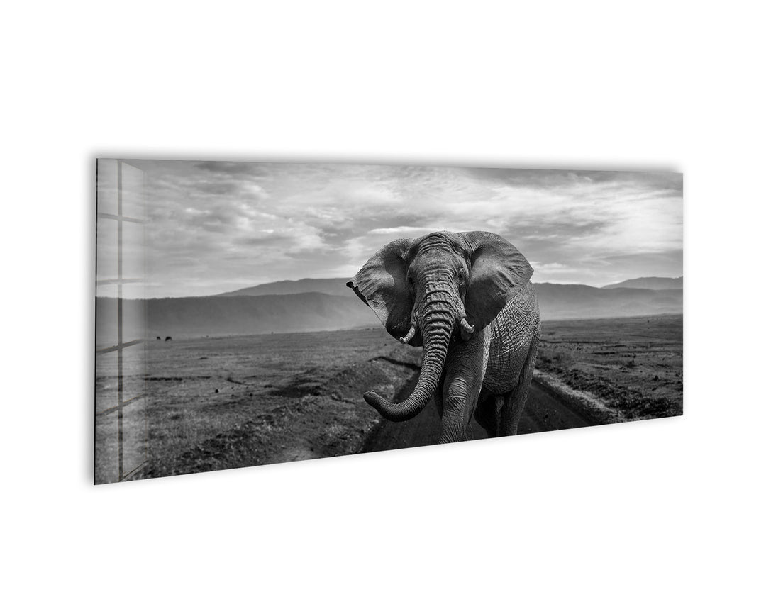 Black&White Wild Elephant Glass Wall Art, picture on glass wall art, photos printed on glass