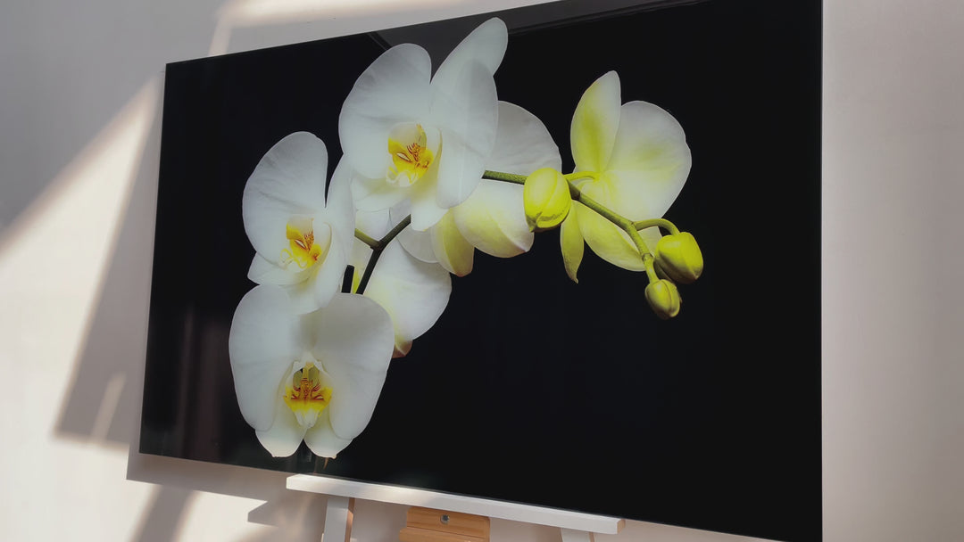 White Orchid Glass Wall Art, large glass photo prints, glass wall photos