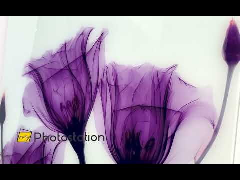 Albert Koetsier Purple Xray Tulips Glass Wall Art