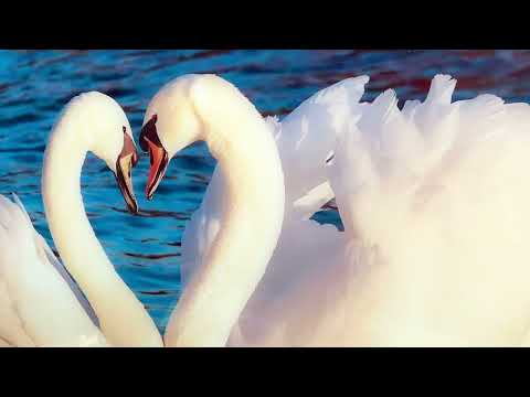 Heart of Swans Glass Wall Art