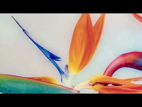 Strelitzia Flower Glass Wall Art