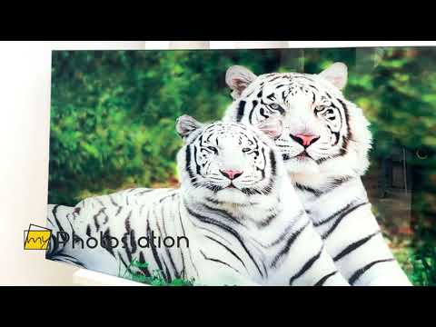 White Tigers Glass Wall Art