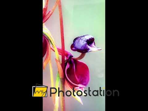 Flying Duck Orchid Glass Wall Art