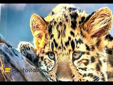 Majestic Amur Leopard Glass Wall Art