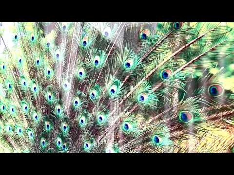 Peacock in Nature Glass Wall Art