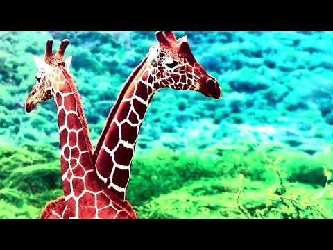 Giraffe in Forest Glass Wall Art