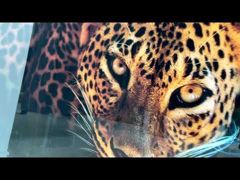 Fierce Leopard Glass Wall Art