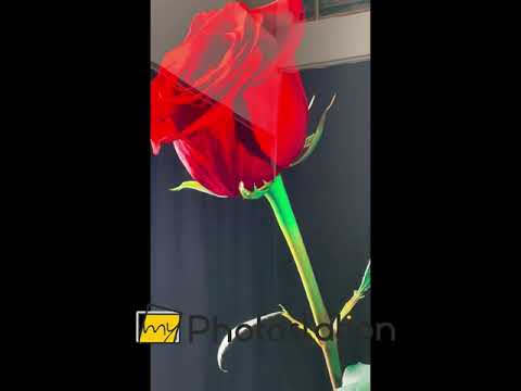 Single Red Rose On Black Glass Wall Art