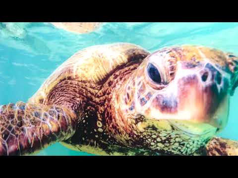 Sea Turtle under Sea Life Glass Wall Art