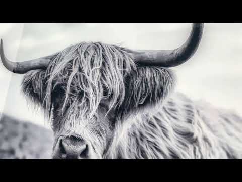 Scottish Highland Cow Glass Wall Art