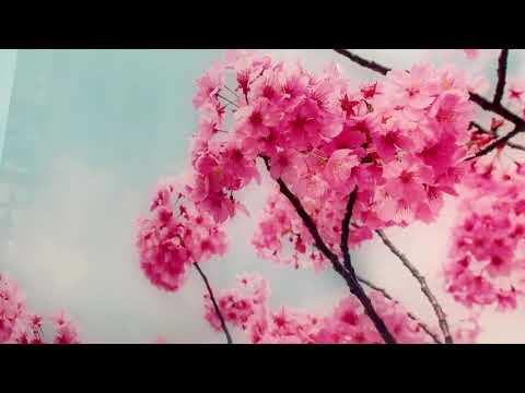 Japanese Cherry Blossom Flower Glass Printing Art