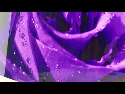 Closeup Of Purple Rose Glass Wall Art, custom glass photo prints, large glass prints