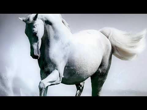 Graceful Horse Glass Wall Art