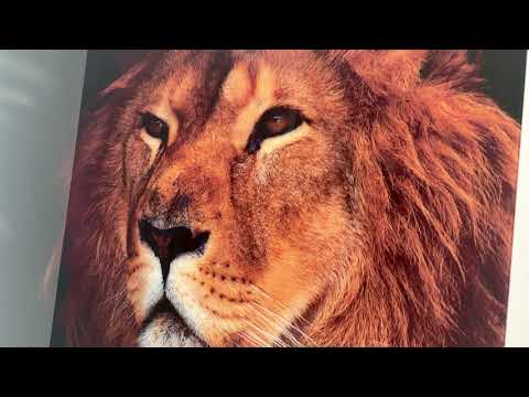 Asiatic Lion Glass Wall Art