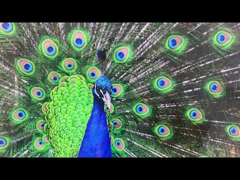 Peacock Feather Art Glass Wall Art