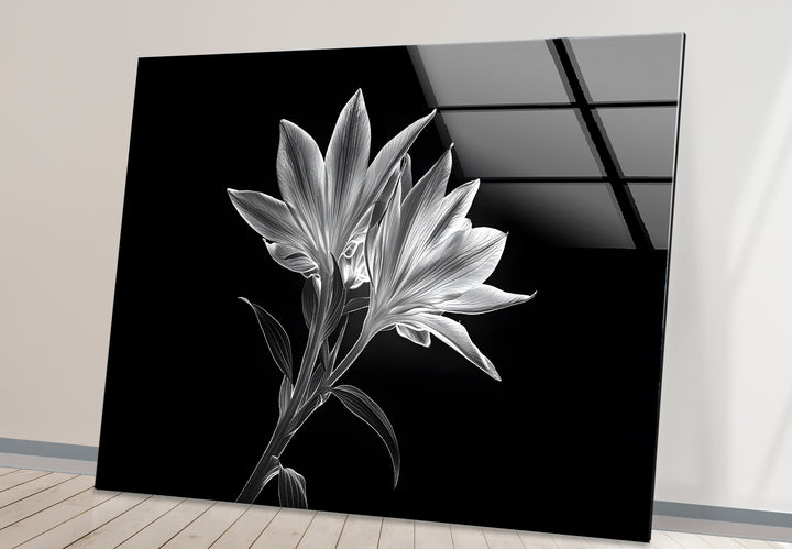 Bold black and white framed art of x-ray lilies, combining delicate beauty with striking contrasts.