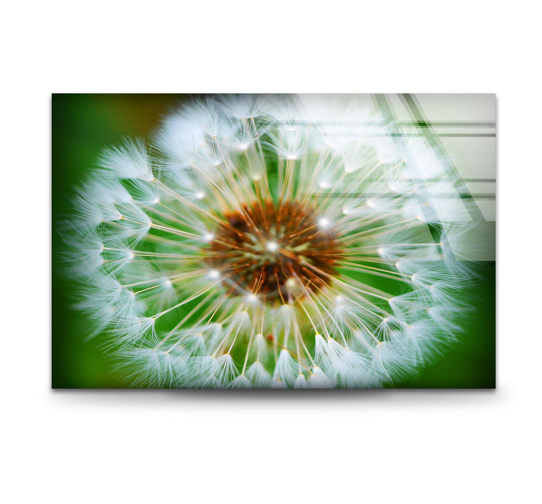 Single Dandelion Flower Glass Wall Art, glass image printing, glass prints from photos
