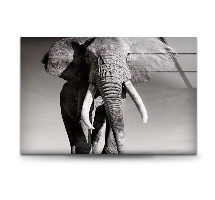 Black White Elephant Glass Wall Art Glass Printing Wall Art, Print photos on glass