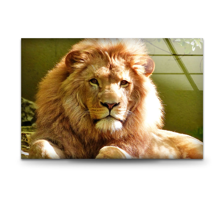 Wild Lion Portrait Glass Wall Art glass pictures for Wall, glass prints wall art