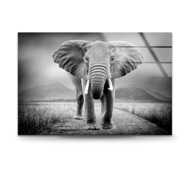 Large Elephant Glass Wall Art Glass Printing Wall Art, Print photos on glass