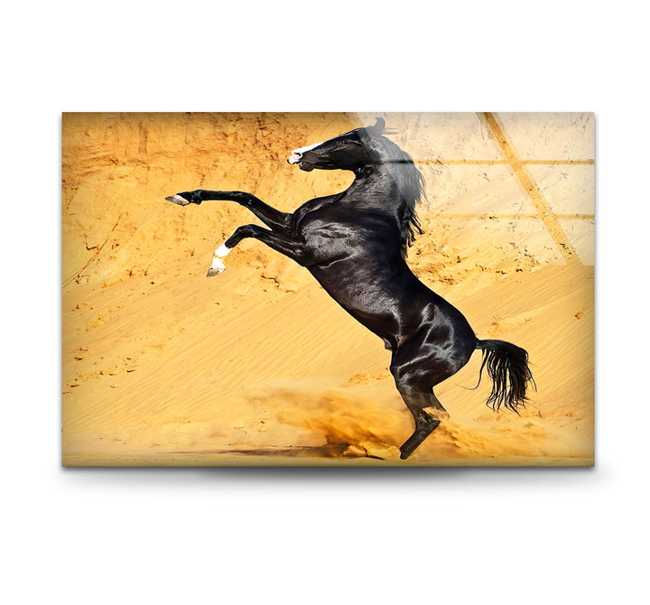 Black Horse on Desert Glass Wall Art print picture on glass, Tempered Glass Wall Art