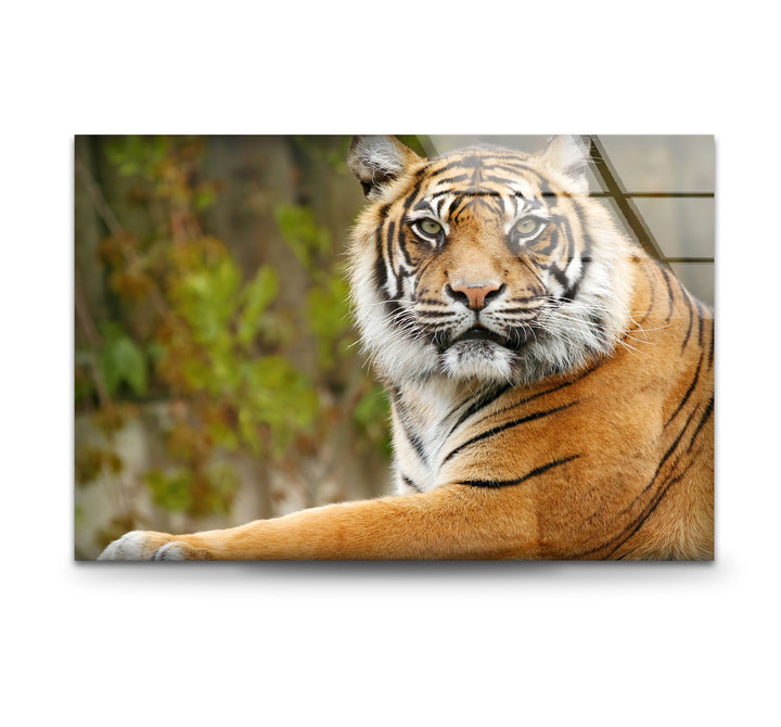 Tiger View Glass Wall Art print picture on glass, Tempered Glass Wall Art