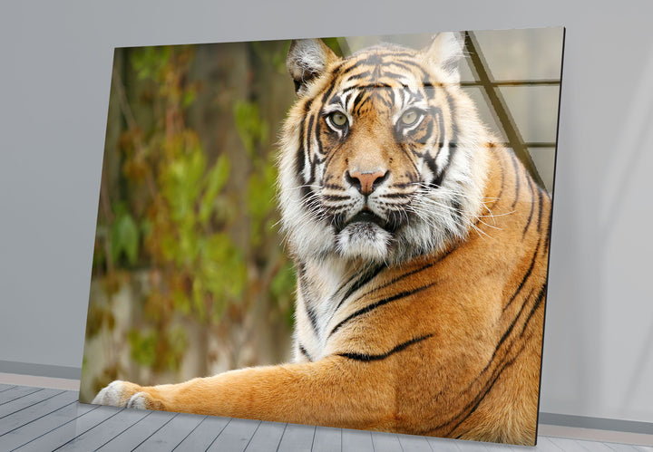 Tiger View Glass Wall Art custom glass photo prints, large glass prints