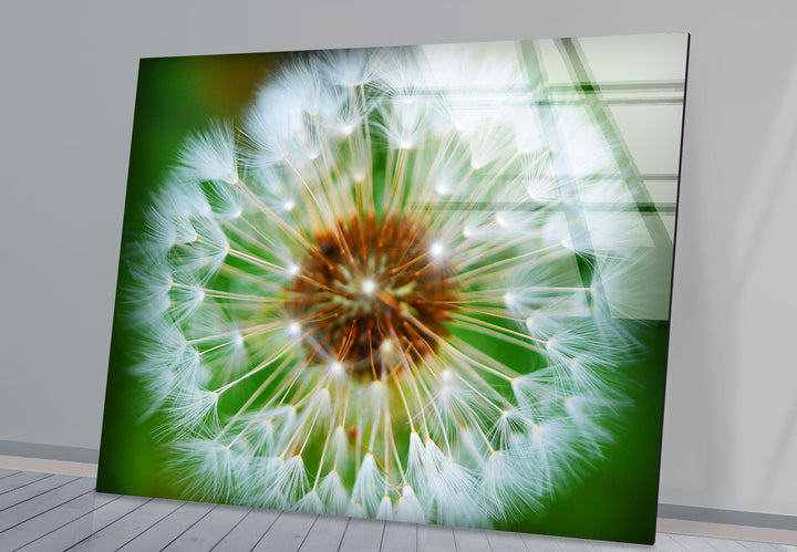 Single Dandelion Flower Glass Wall Art, large glass photo prints, glass wall photos