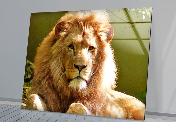 Wild Lion Portrait Glass Wall Art art glass wall art, glass wall art pictures