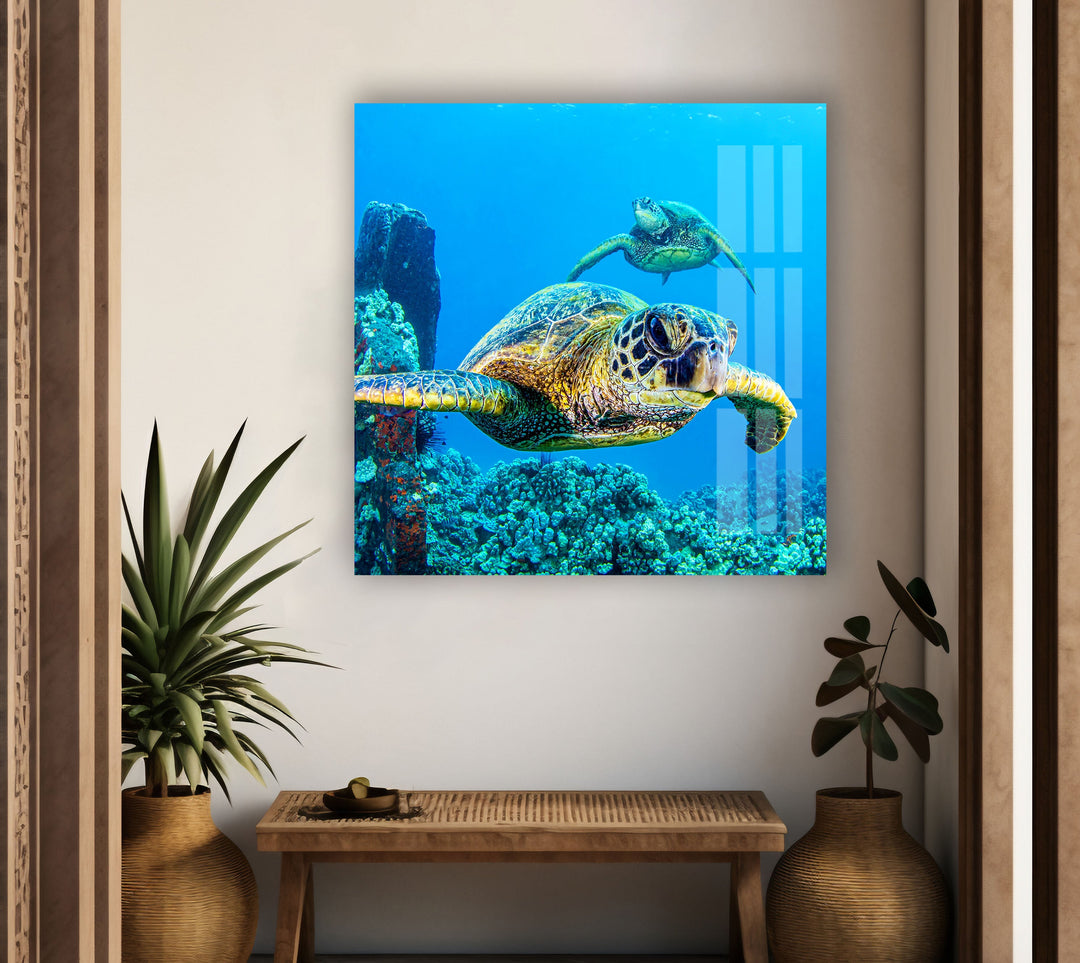 Sea Turtles Swimming Glass Wall Art glass photo prints, glass picture prints