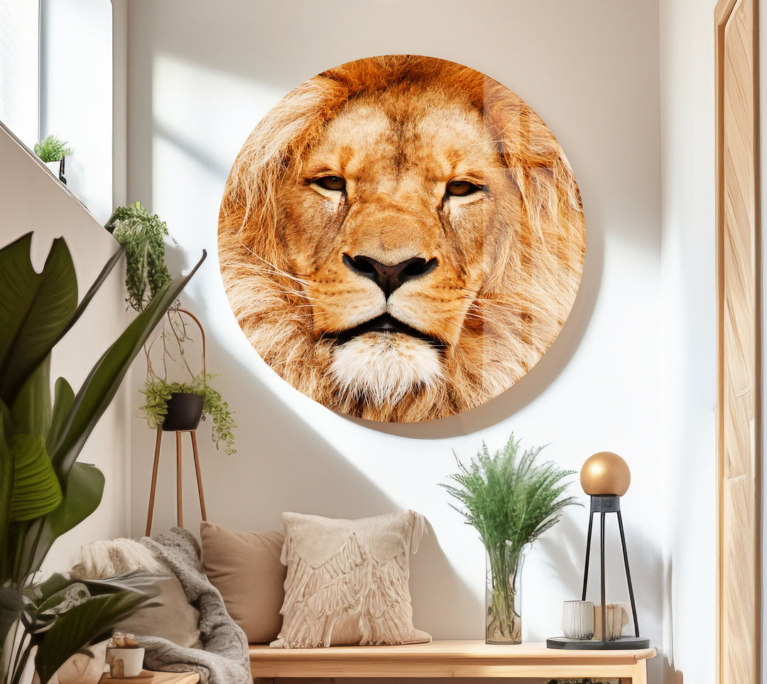 Orange Lion Portrait Glass Wall Art picture on glass wall art, photos printed on glass