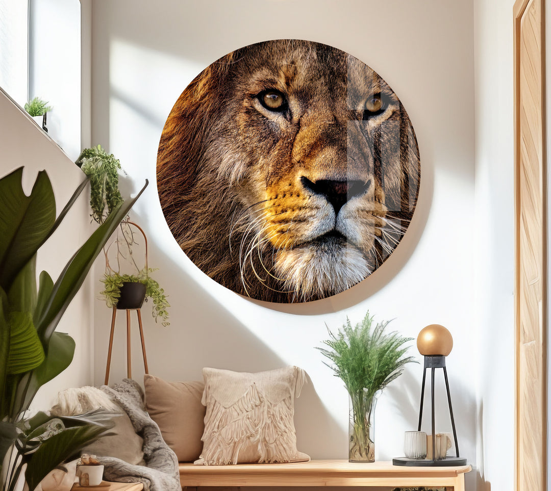 Lion Wild Life Glass Wall Art glass photo prints, glass picture prints