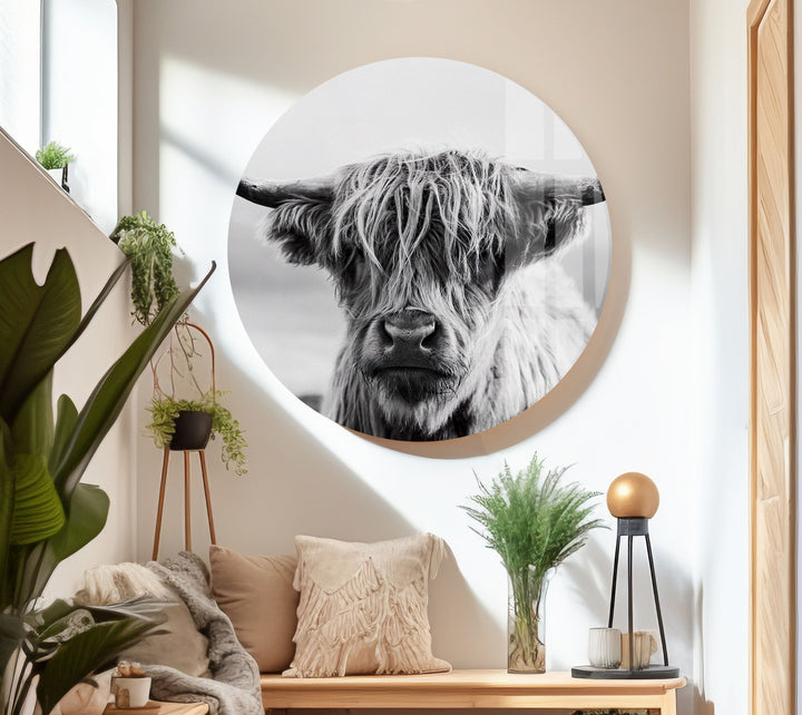 Scottish Cow Glass Wall Art glass image printing, glass prints from photos