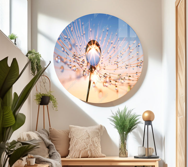 At Sun Drops on Dandelion Glass Wall Art, glass photo prints, glass picture prints