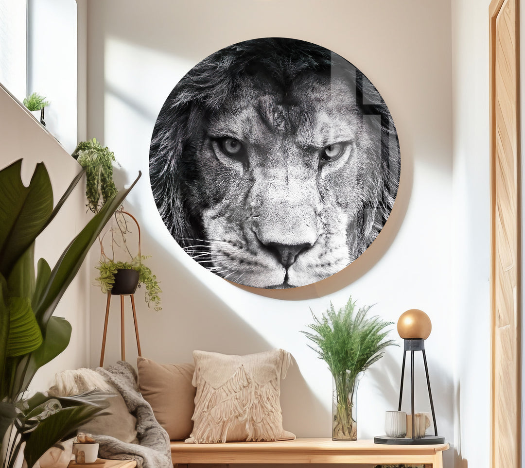 Gray Lion Animal Glass Wall Art Glass Printing Wall Art, Print photos on glass