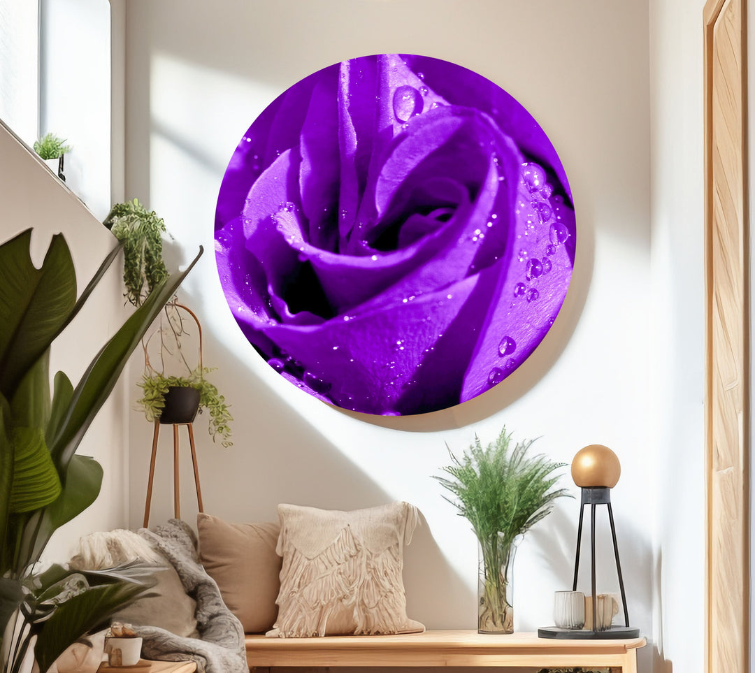 Closeup Of Purple Rose Glass Wall Art, photo print on glass, prints on glass wall art